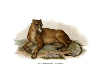 Leone berbero, 1860